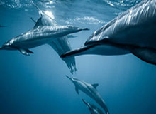 牧马的近义词和反义词是什么？